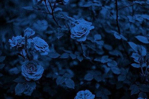 Blue flowers